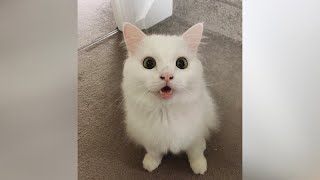 CATS going CRAZY  Funniest CATNIP reactions and much more [upl. by Marcile]